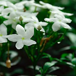 SPA スージング ベルベット クリーム | ソティス e-ブティック