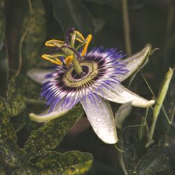 アイコントゥール エクスプレスアイパッチ | ソティス e-ブティック